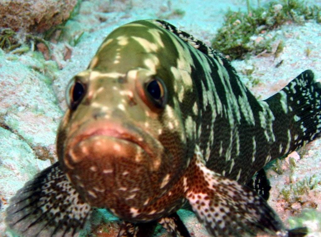 Close ups of marine life where quite a thing in 2005