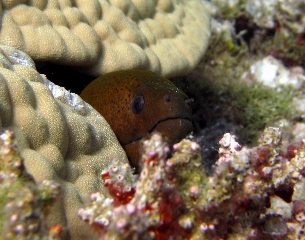 lurking ....