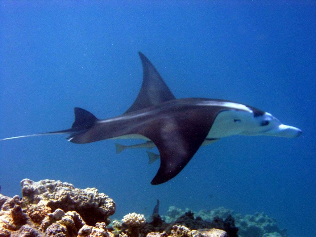 Mantas always remind me of B2 Spirit bombers - so effortless