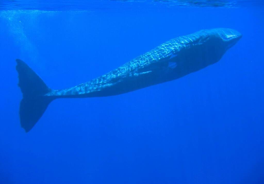 Sperm Whales basking near the passage