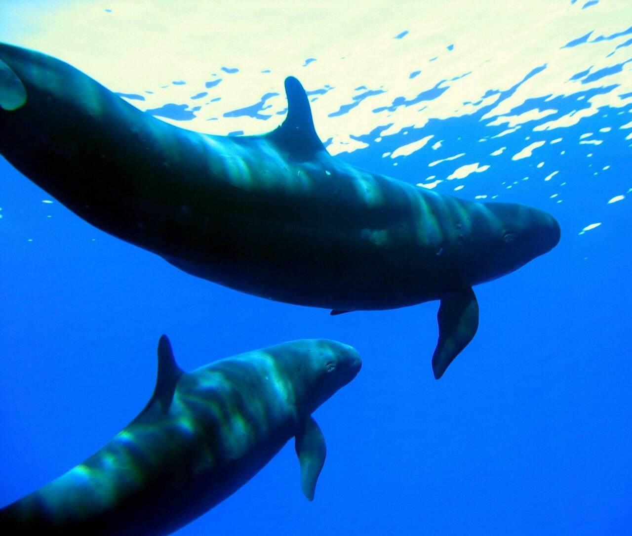 Mother and calf False Killers