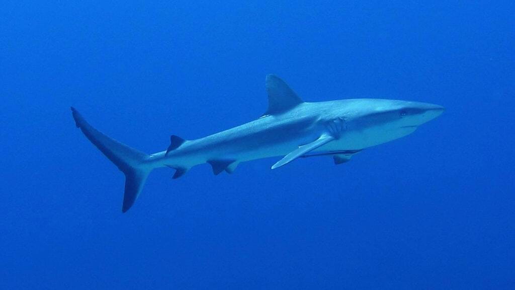 I had no idea grey reef sharks grew to THAT size.