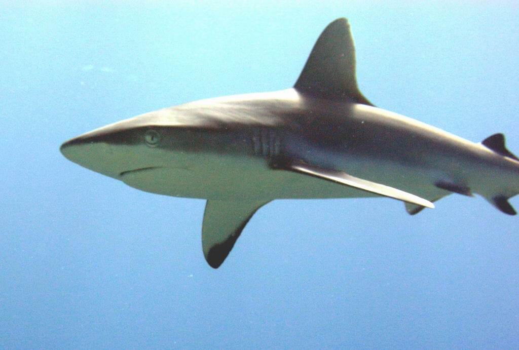 This one made up normal size with territorial display
